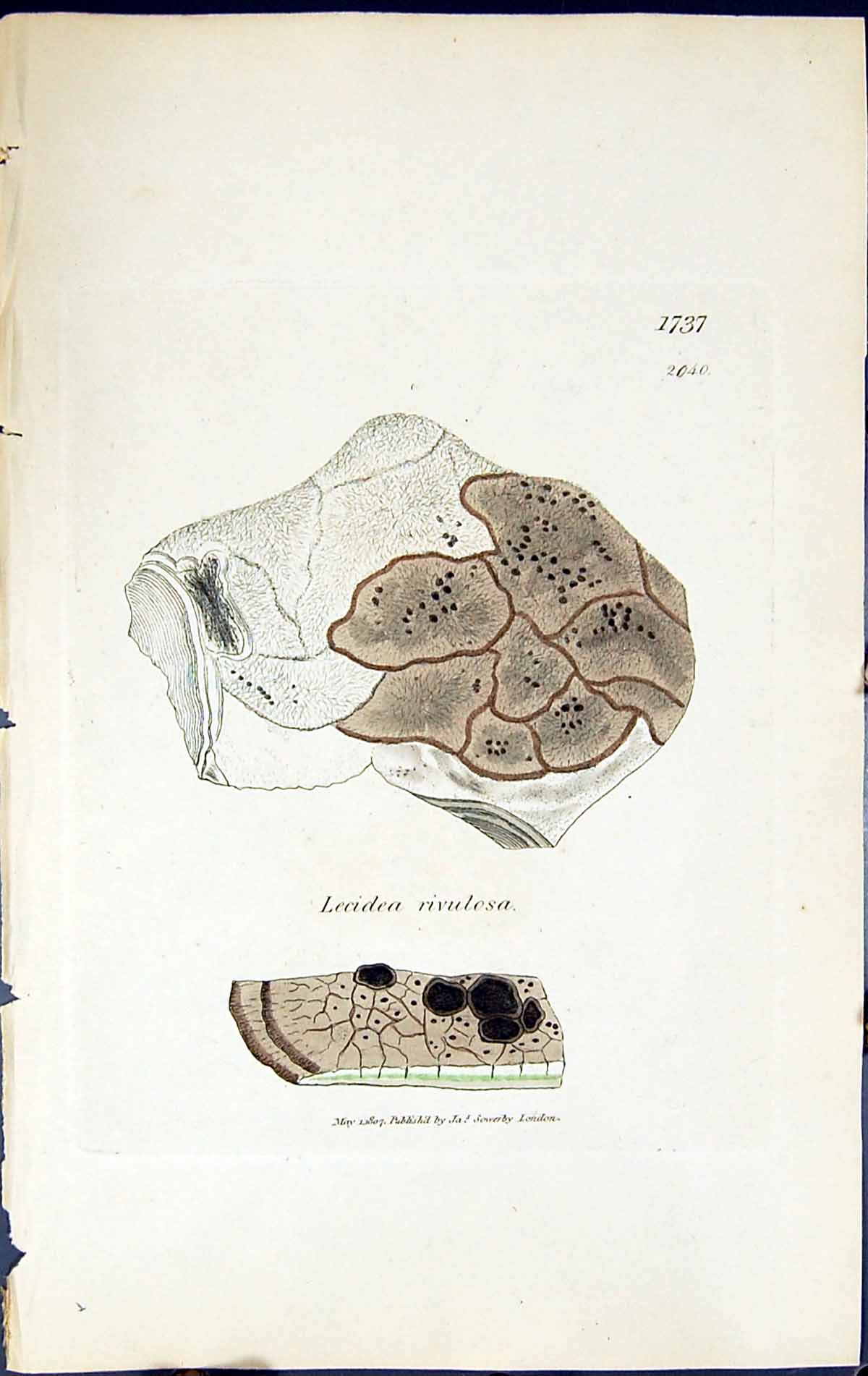 Antique Old Print Lecidea Rivulosa British Plants Botany 1843 Sowerby Smith