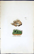 Antique Old Print Lecidea Abietina British Plants Botany 1843 Sowerby Smith