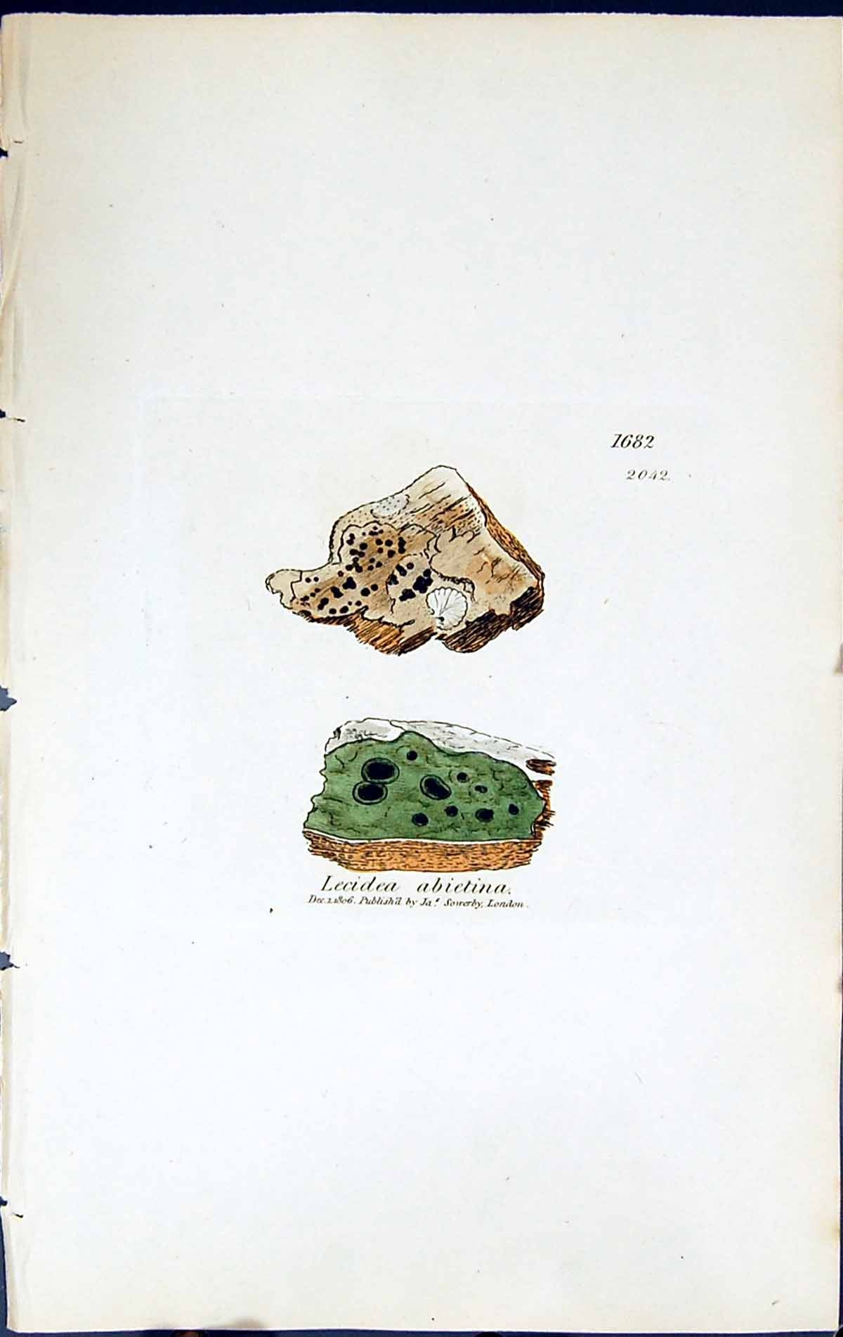 Antique Old Print Lecidea Abietina British Plants Botany 1843 Sowerby Smith