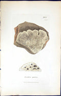 Antique Old Print Lecidea Speirea British Plants Botany 1843 Sowerby Smith 19th