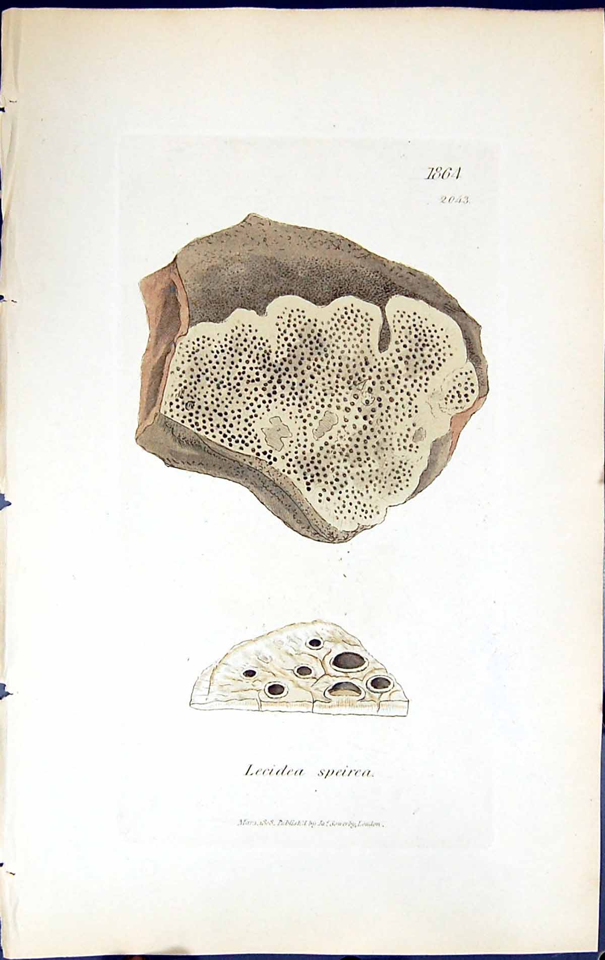 Antique Old Print Lecidea Speirea British Plants Botany 1843 Sowerby Smith 19th