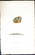 Antique Old Print Lecidea Epipolea British Plants Botany 1843 Sowerby Smith