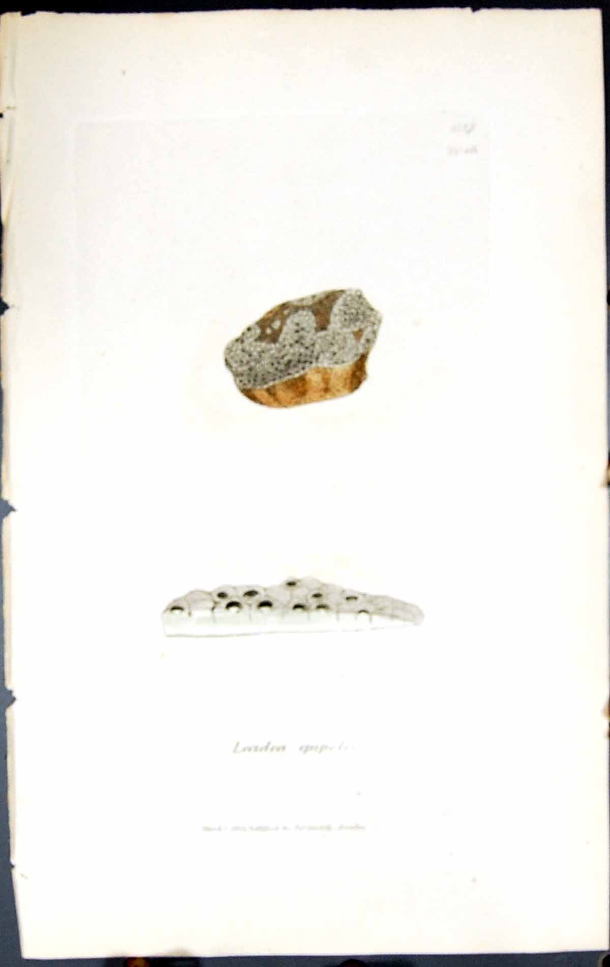 Antique Old Print Lecidea Epipolea British Plants Botany 1843 Sowerby Smith