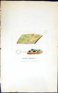 Antique Print Lecidea Lightfootii British Plants Botany 1843 Sowerby Smith 19th