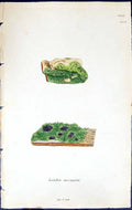 Antique Old Print Lecidea Incompta British Plants Botany 1843 Sowerby Smith