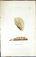 Antique Old Print Lecidea Quernea British Plants Botany 1843 Sowerby Smith 19th