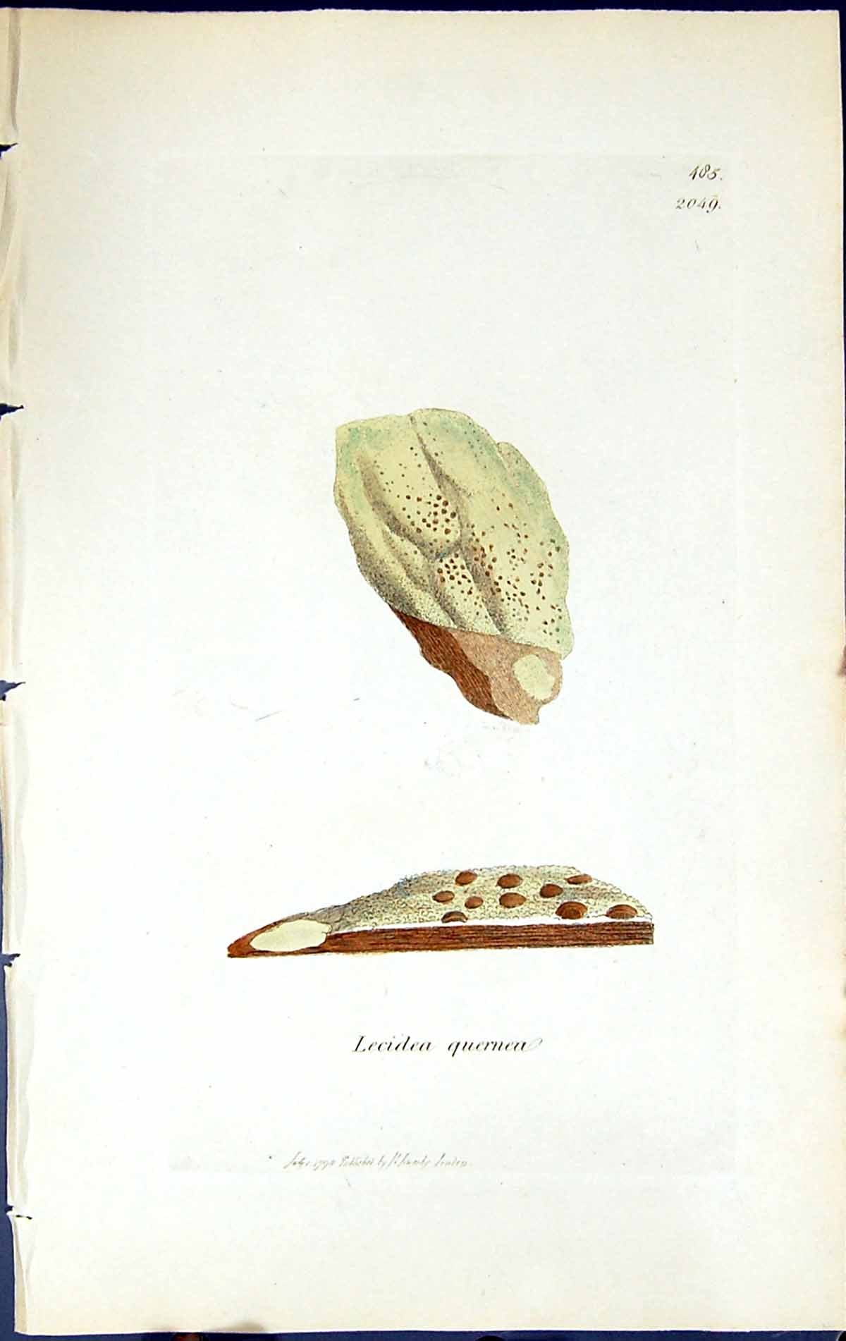 Antique Old Print Lecidea Quernea British Plants Botany 1843 Sowerby Smith 19th