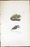 Antique Print Lecidea Viridescens British Plants Botany 1843 Sowerby Smith 19th