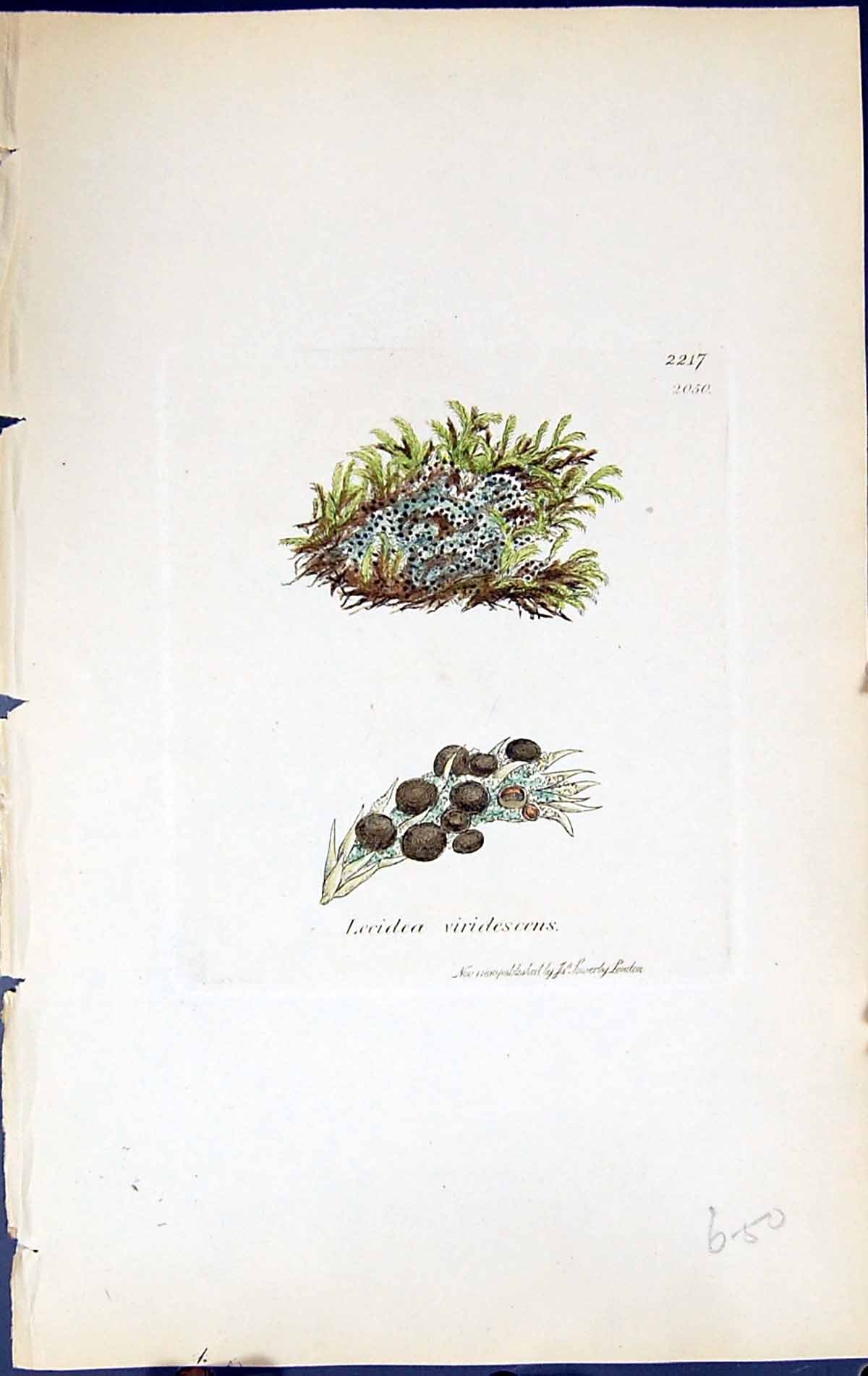 Antique Print Lecidea Viridescens British Plants Botany 1843 Sowerby Smith 19th