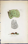 Old Print Lecidea Incana British Plants Botany 1843 Sowerby Smith Colour 19th