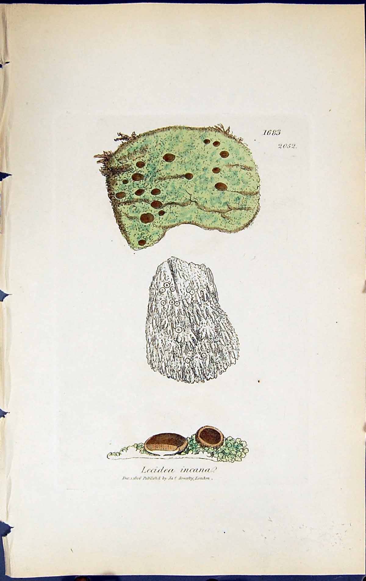Old Print Lecidea Incana British Plants Botany 1843 Sowerby Smith Colour 19th