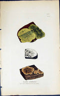 Antique Old Print Lecidea Sulphurea British Plants Botany 1843 Sowerby Smith