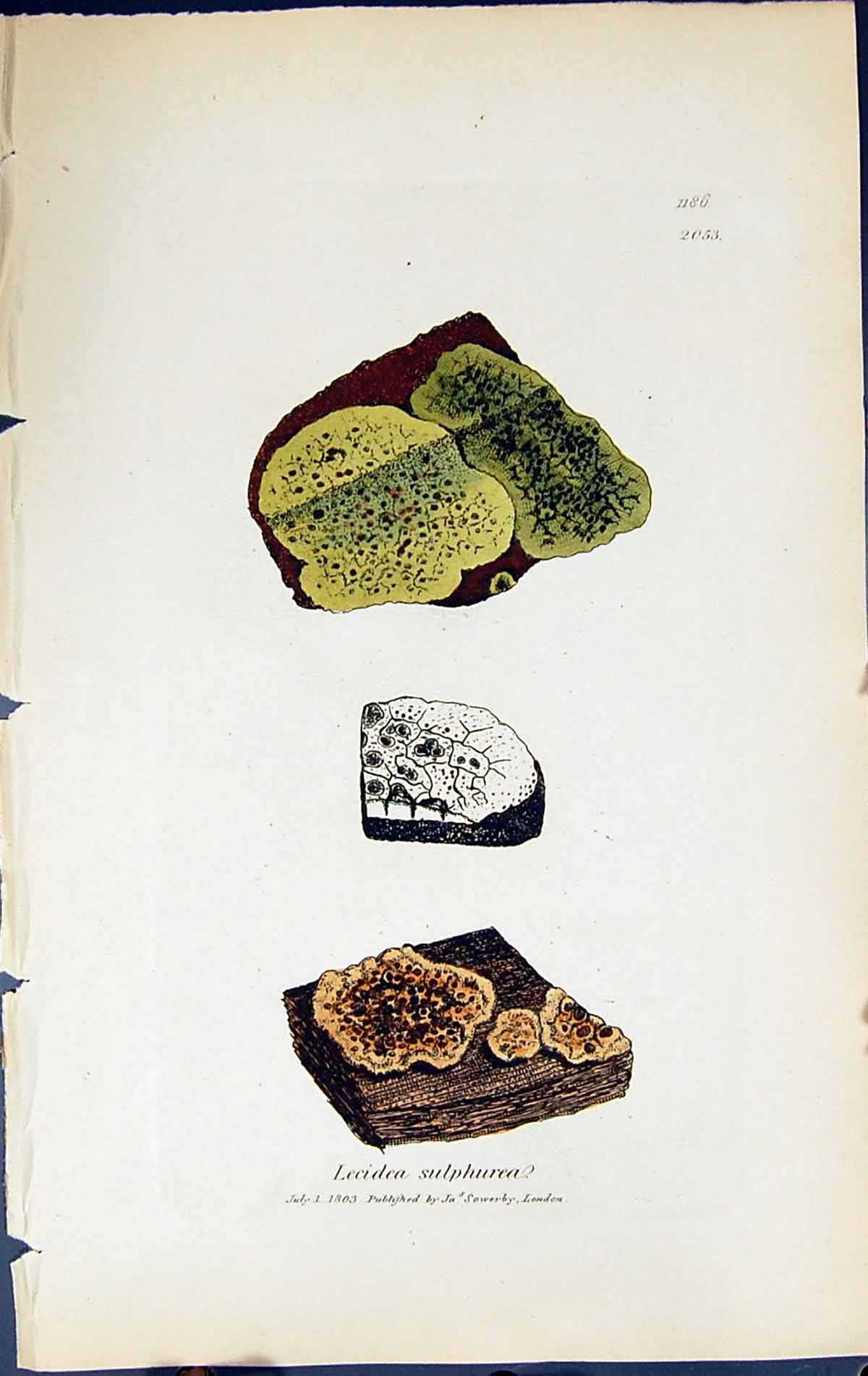 Antique Old Print Lecidea Sulphurea British Plants Botany 1843 Sowerby Smith