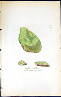 Antique Old Print Lecidea Expallens British Plants Botany 1843 Sowerby Smith