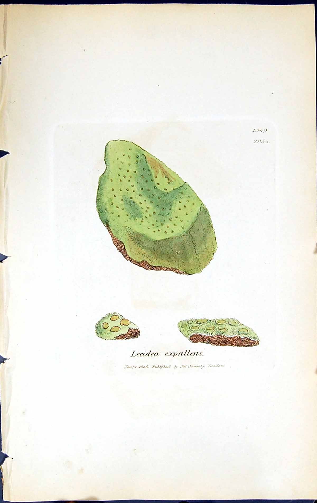 Antique Old Print Lecidea Expallens British Plants Botany 1843 Sowerby Smith