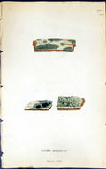 Antique Old Print Lecidea Aeruginosa British Plants Botany 1843 Sowerby Smith