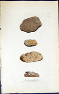 Antique Print Lecidea Quadricolor British Plants Botany 1843 Sowerby Smith 19th