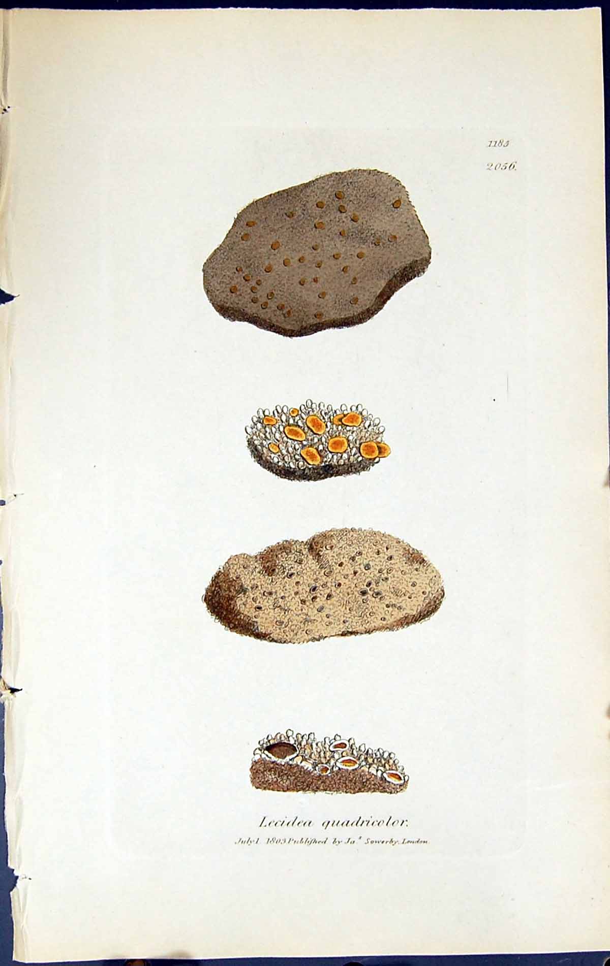 Antique Print Lecidea Quadricolor British Plants Botany 1843 Sowerby Smith 19th