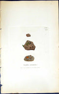 Antique Old Print Lecidea Coronata British Plants Botany 1843 Sowerby Smith