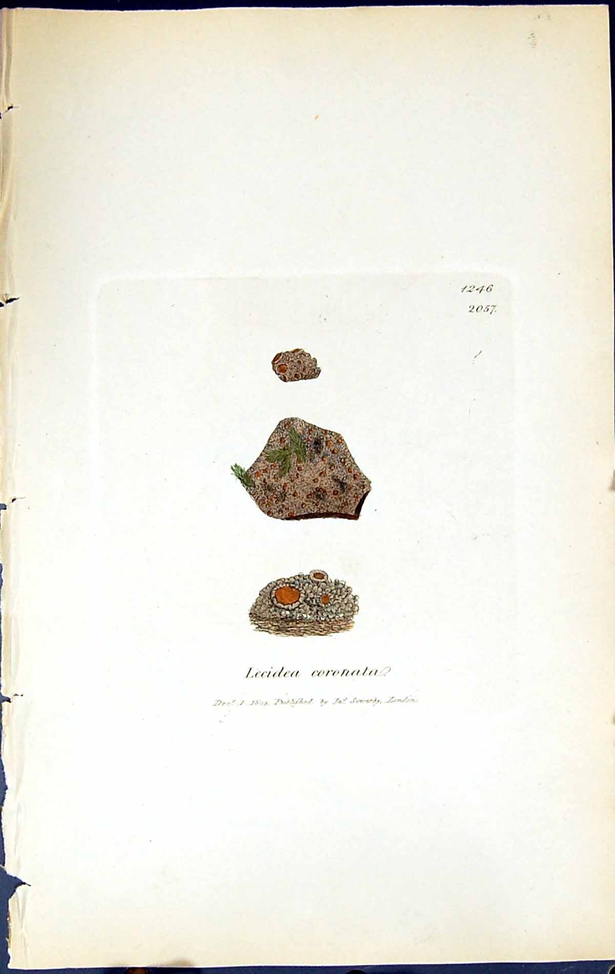 Antique Old Print Lecidea Coronata British Plants Botany 1843 Sowerby Smith