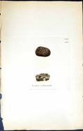 Antique Print Lecidea Escharoides British Plants Botany 1843 Sowerby Smith 19th