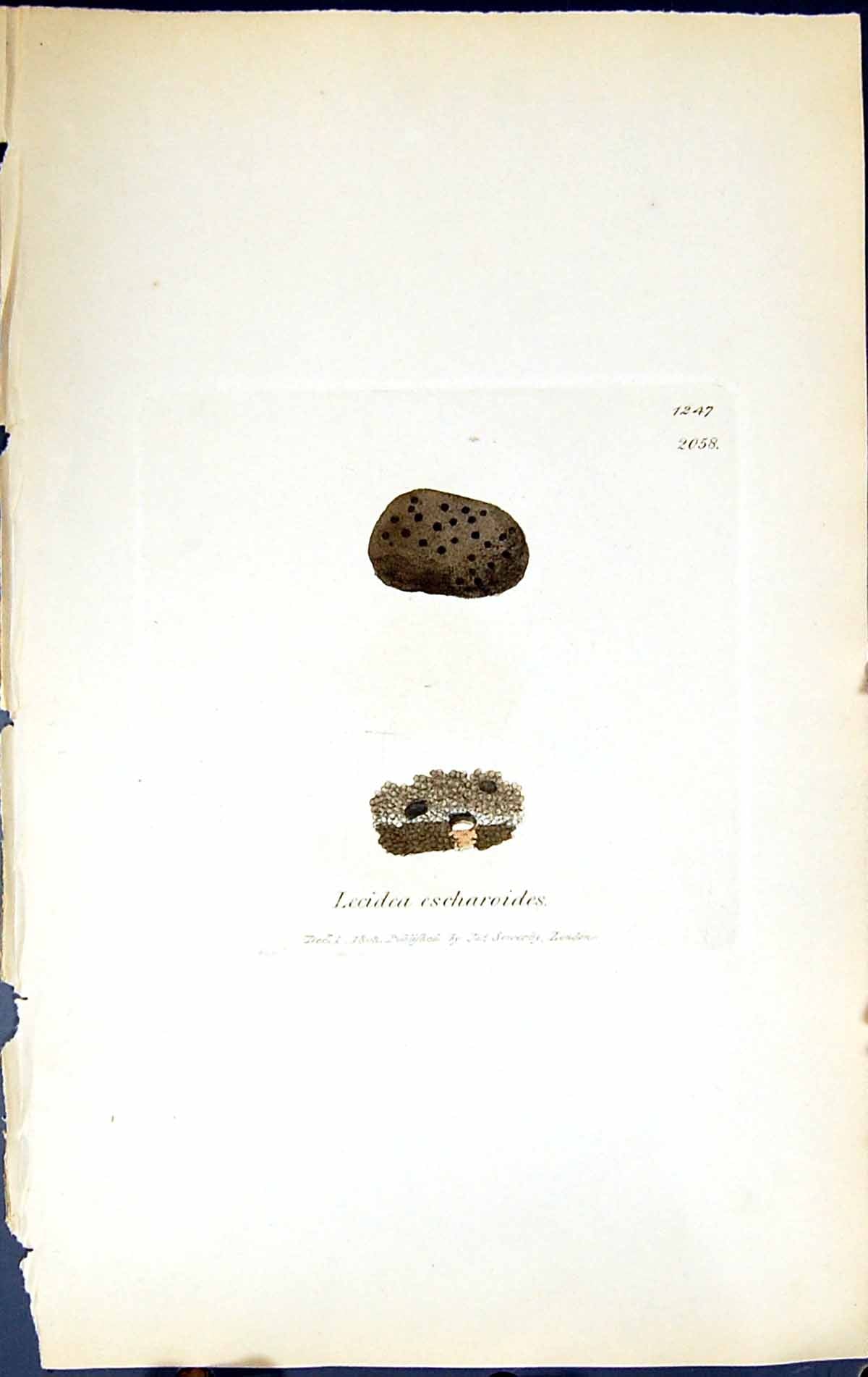 Antique Print Lecidea Escharoides British Plants Botany 1843 Sowerby Smith 19th