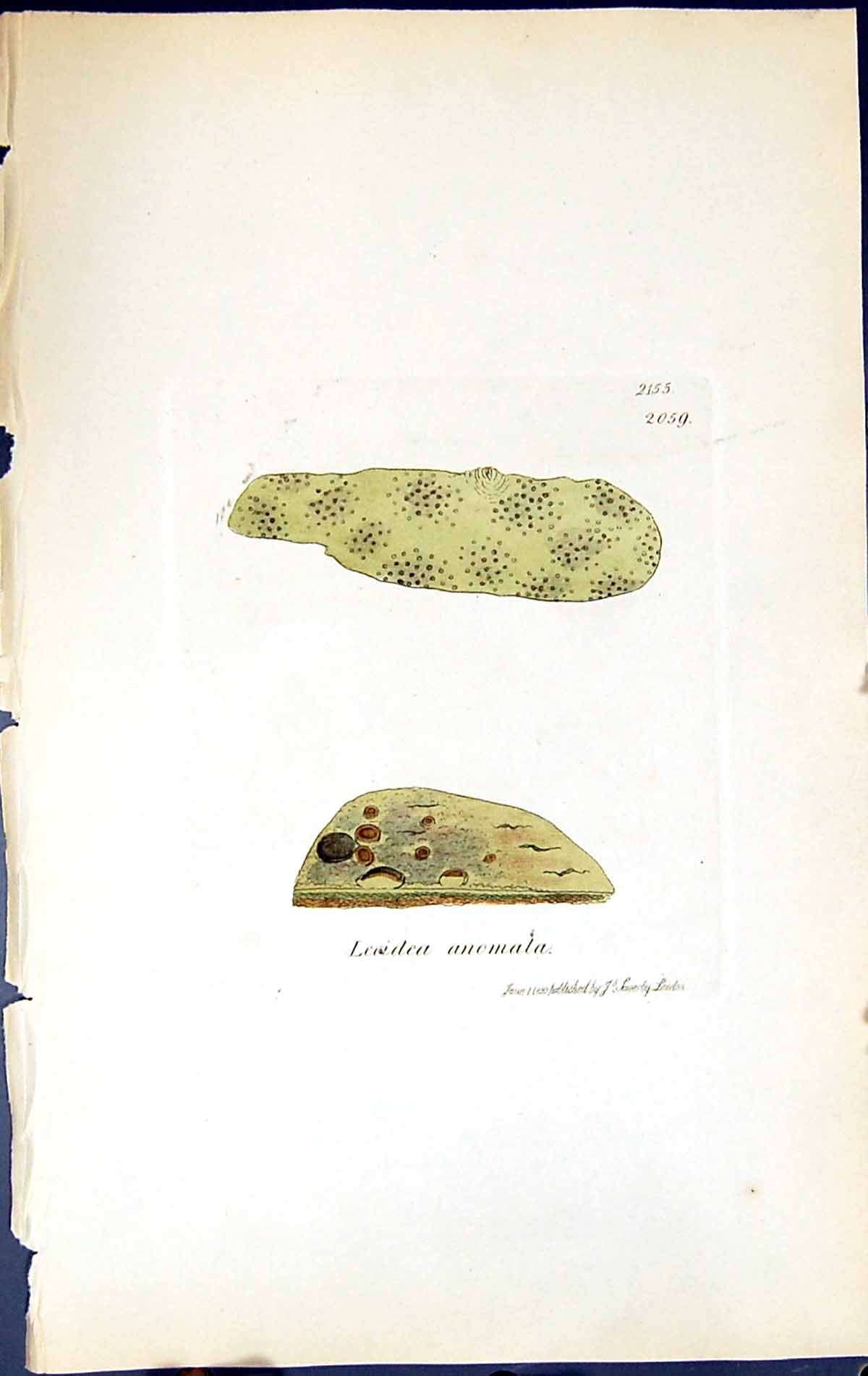 Antique Old Print Lecidea Anomala British Plants Botany 1843 Sowerby Smith 19th
