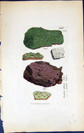 Old Print Lecidea Effusa Pineti British Plants Botany 1843 Sowerby Smith 19th