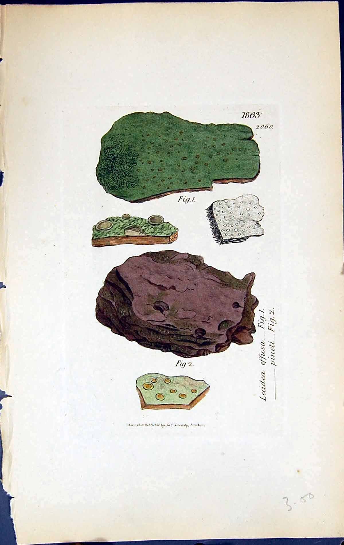 Old Print Lecidea Effusa Pineti British Plants Botany 1843 Sowerby Smith 19th