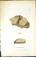 Antique Old Print Lecidea Rupestris British Plants Botany 1843 Sowerby Smith
