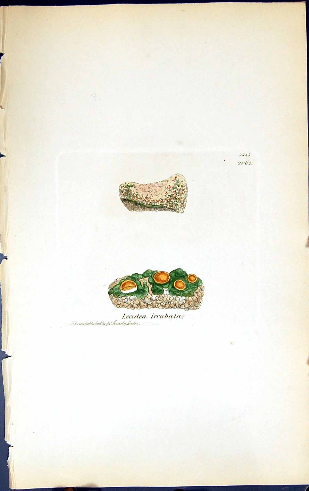 Antique Old Print Lecidea Irrubata British Plants Botany 1843 Sowerby Smith