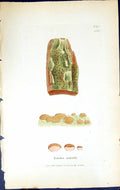 Antique Old Print Lecidea Vernalis British Plants Botany 1843 Sowerby Smith