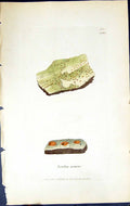 Old Print Lecidea Cornea British Plants Botany 1843 Sowerby Smith Colour 19th