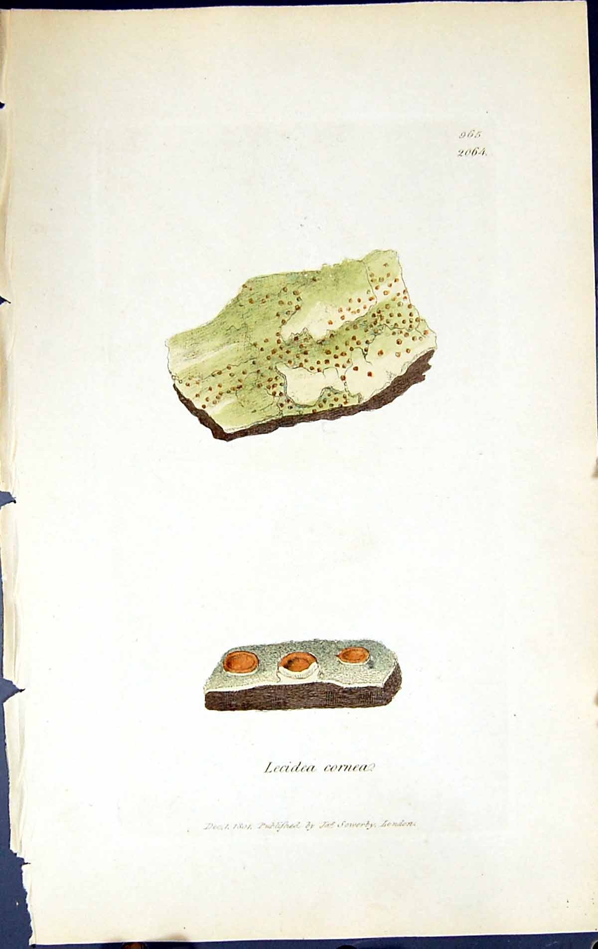 Old Print Lecidea Cornea British Plants Botany 1843 Sowerby Smith Colour 19th