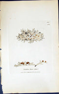 Old Lecidea Fusco-Atra British Plants Botany 1843 Sowerby Smith Ref.2 Victorian