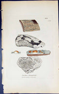 Antique Old Print Lecidea Ferruginea British Plants Botany 1843 Sowerby Smith