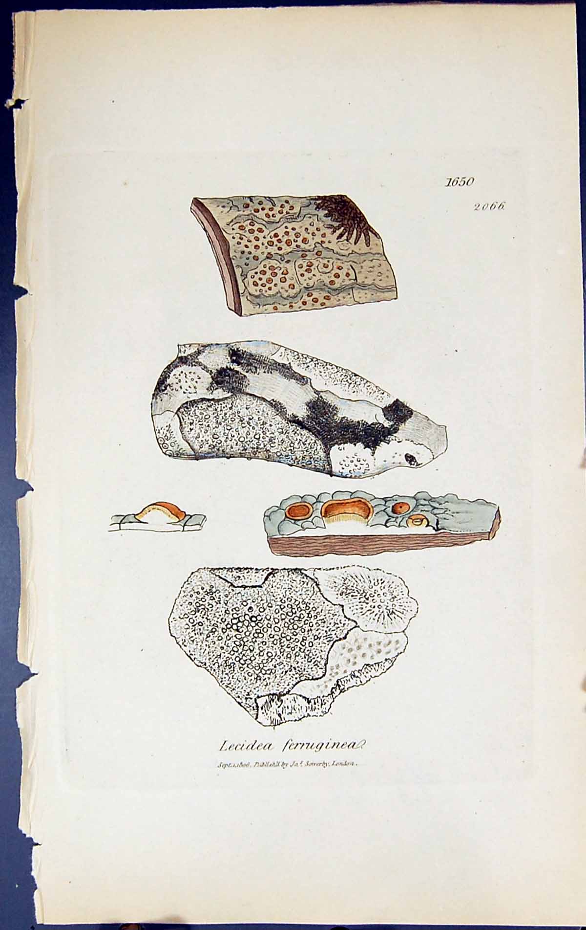 Antique Old Print Lecidea Ferruginea British Plants Botany 1843 Sowerby Smith