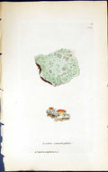 Antique Print Lecidea Icmadophila British Plants Botany 1843 Sowerby Smith 19th