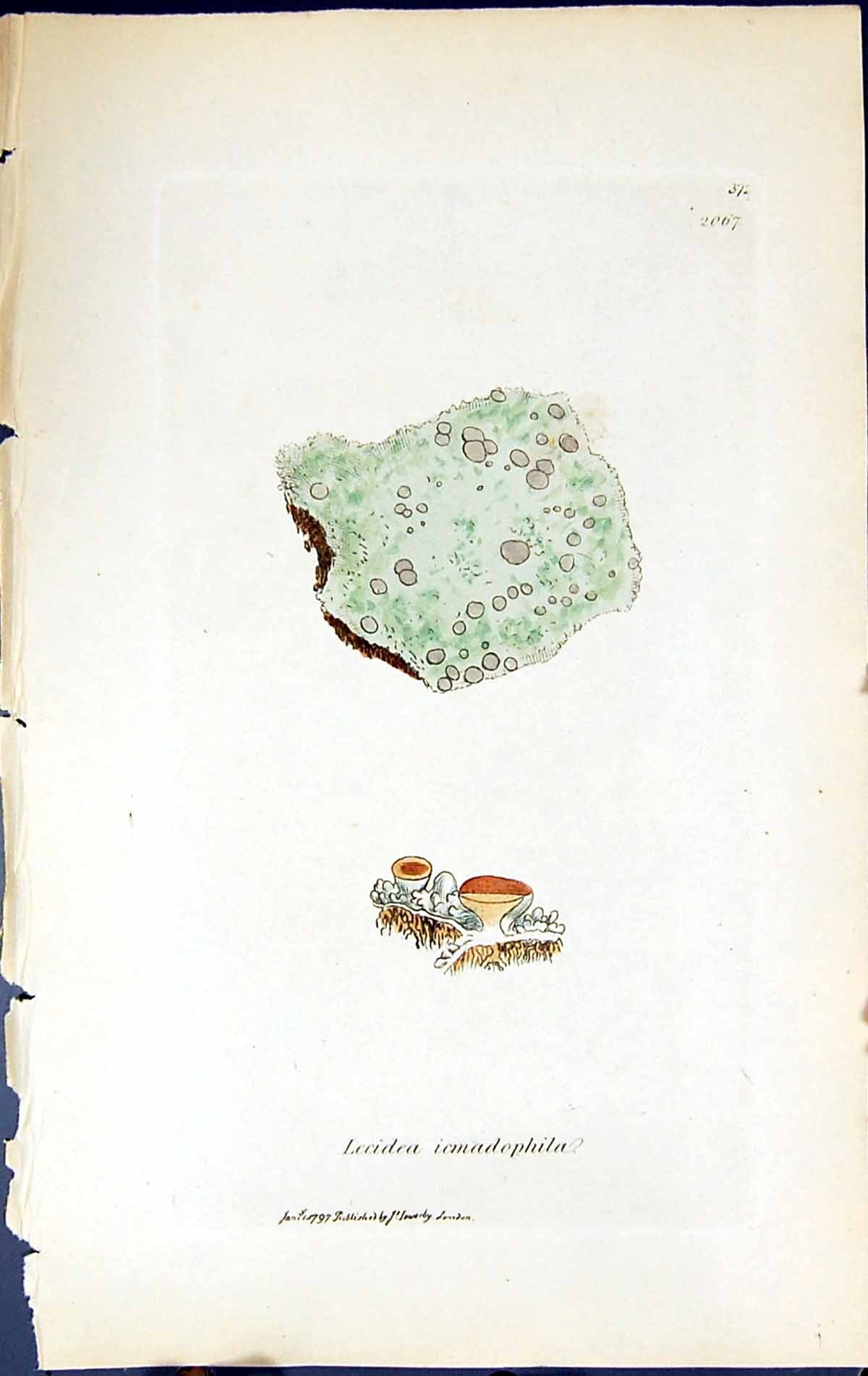 Antique Print Lecidea Icmadophila British Plants Botany 1843 Sowerby Smith 19th