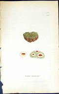 Antique Old Print Lecidea Marmorea British Plants Botany 1843 Sowerby Smith
