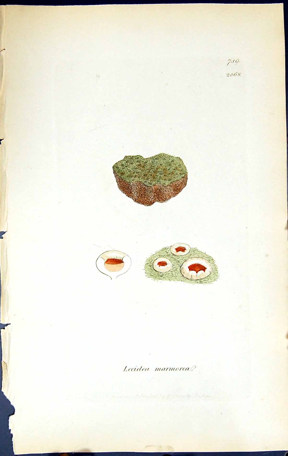 Antique Old Print Lecidea Marmorea British Plants Botany 1843 Sowerby Smith