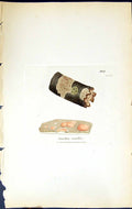 Antique Old Print Lecidea Rosella British Plants Botany 1843 Sowerby Smith 19th