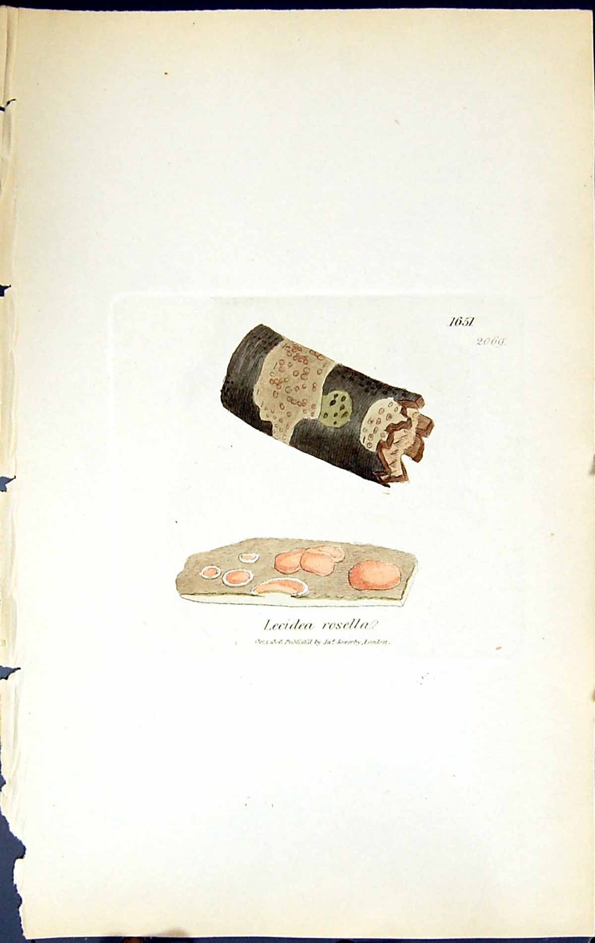 Antique Old Print Lecidea Rosella British Plants Botany 1843 Sowerby Smith 19th