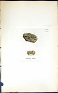 Antique Print Lecidea Lutea British Plants Botany 1843 Sowerby Smith Colour