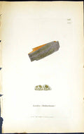 Antique Print Lecidea Ehrhartianna British Plants Botany 1843 Sowerby Smith
