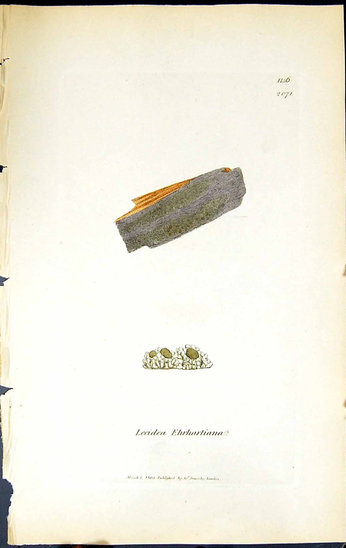 Antique Print Lecidea Ehrhartianna British Plants Botany 1843 Sowerby Smith