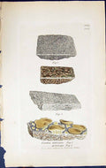 Old Lecidea Intricata Polytropa British Plants Botany 1843 Sowerby Sm Victorian