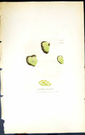 Old Print Lecidea Lucida British Plants Botany 1843 Sowerby Smith Colour 19th