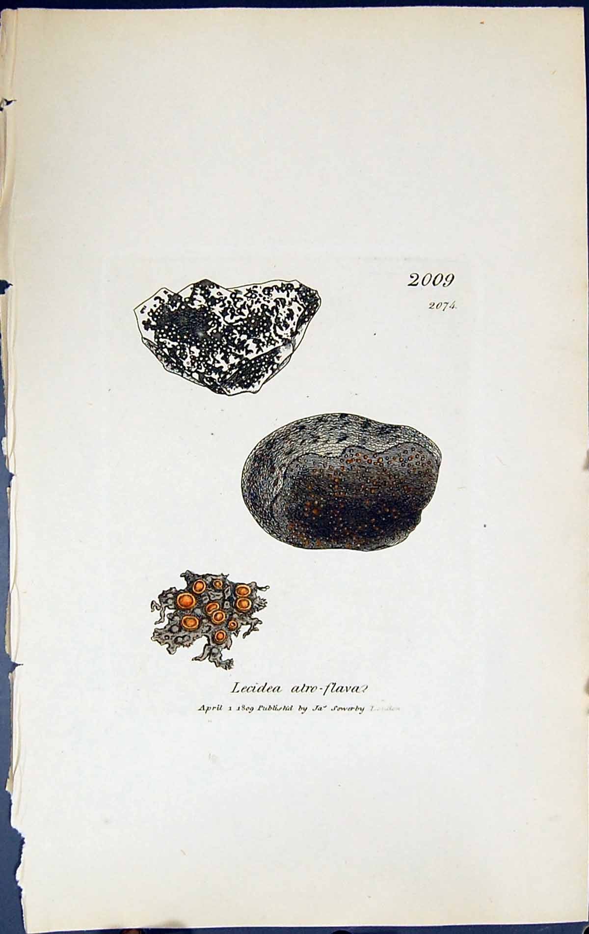 Antique Old Print Lecidea Atro-Flava British Plants Botany 1843 Sowerby Smith