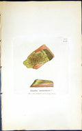 Antique Old Print Lecidea Aurantiaca British Plants Botany 1843 Sowerby Smith